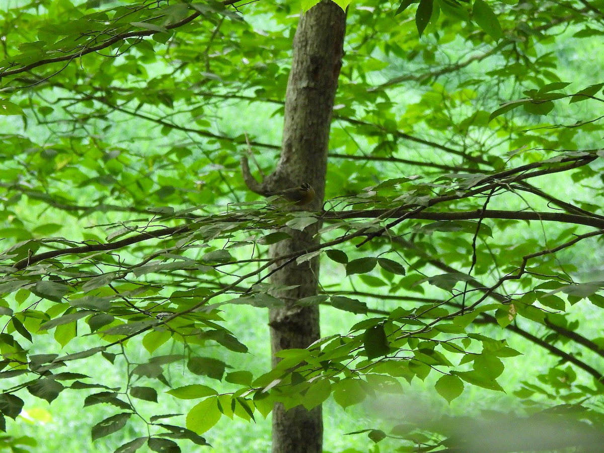 Paruline vermivore - ML639232021