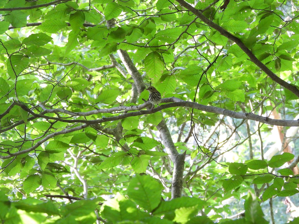 Paruline couronnée - ML639232054