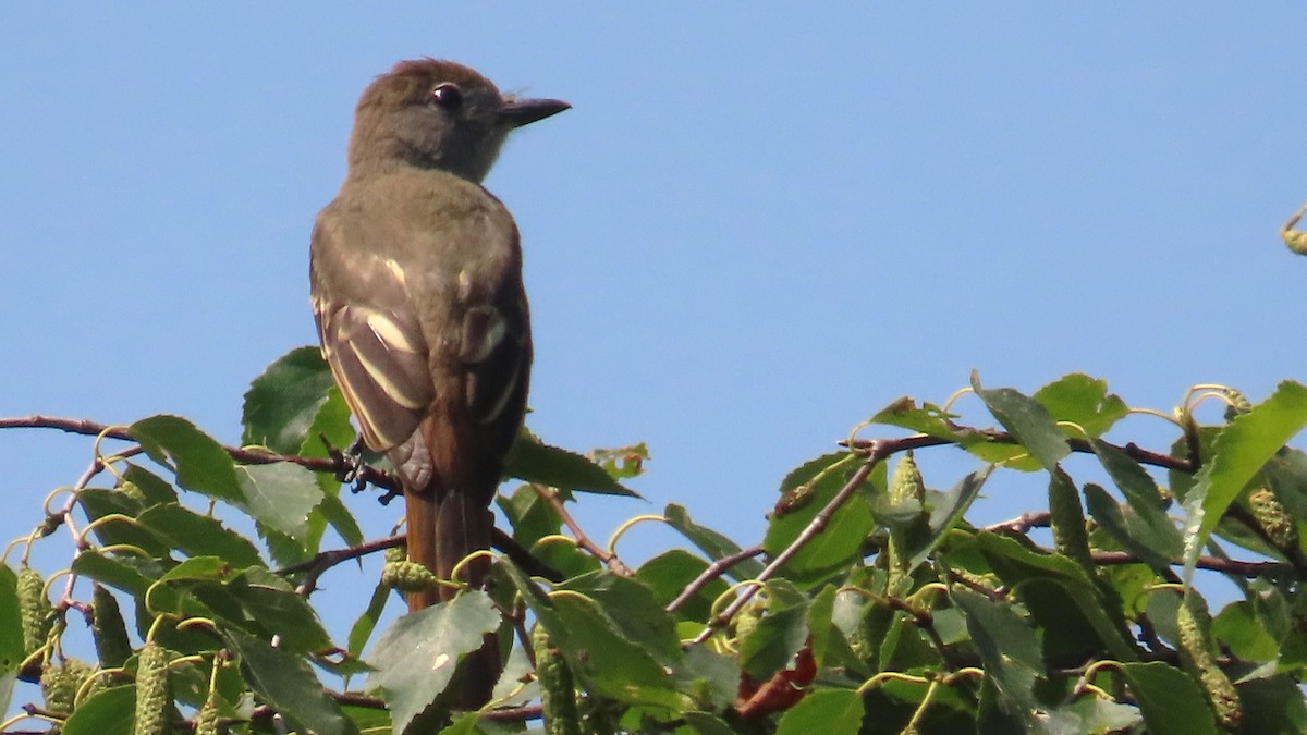 Great Crested Flycatcher - ML639232083