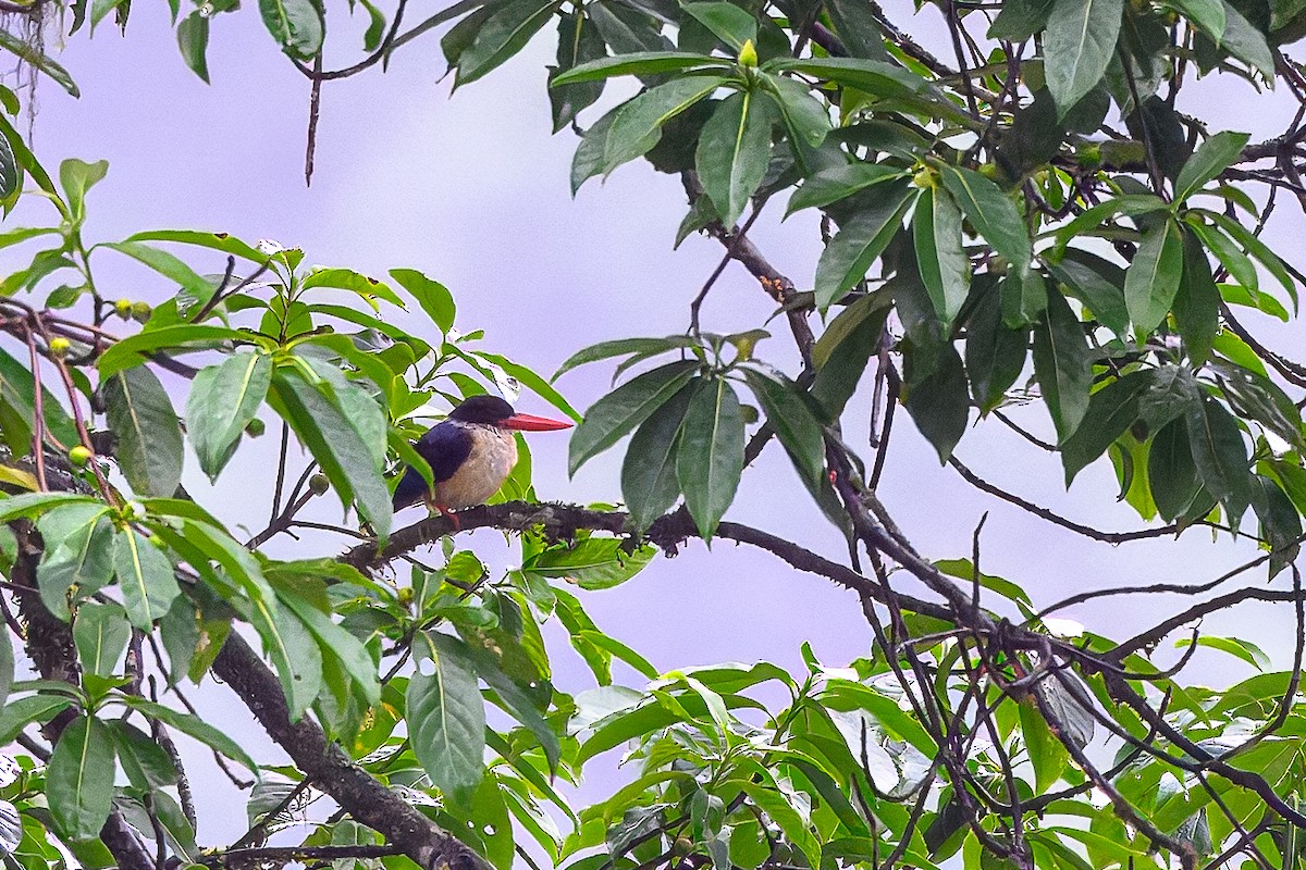 Хар магнайт халуу - ML639232124