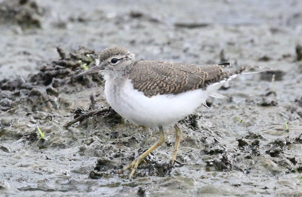 Spotted Sandpiper - ML639232143