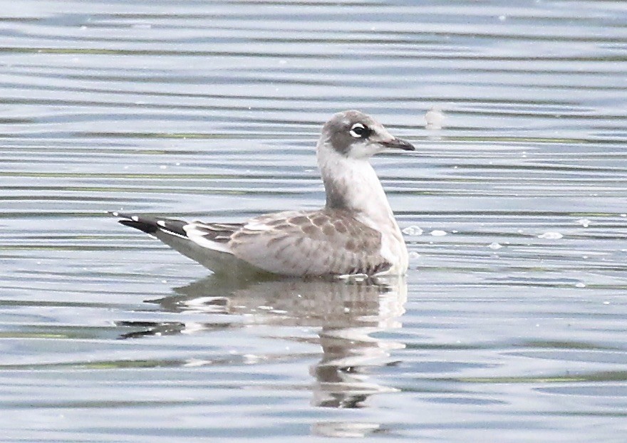 Franklin's Gull - ML639232166