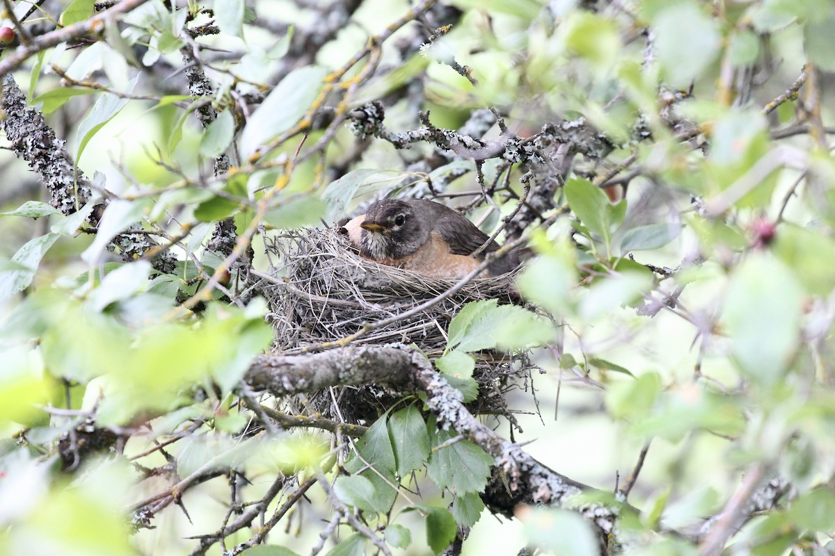American Robin - ML639232200