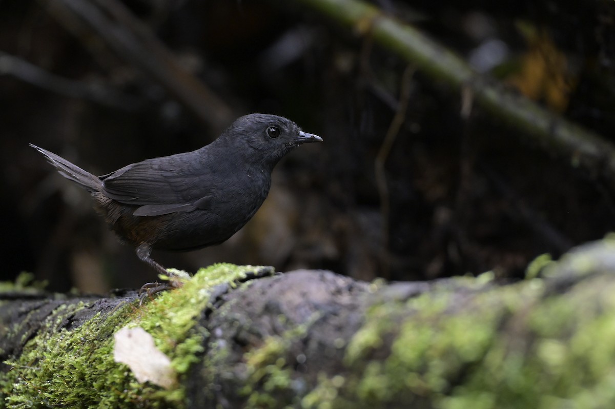 Tatama Tapaculo - ML639232261