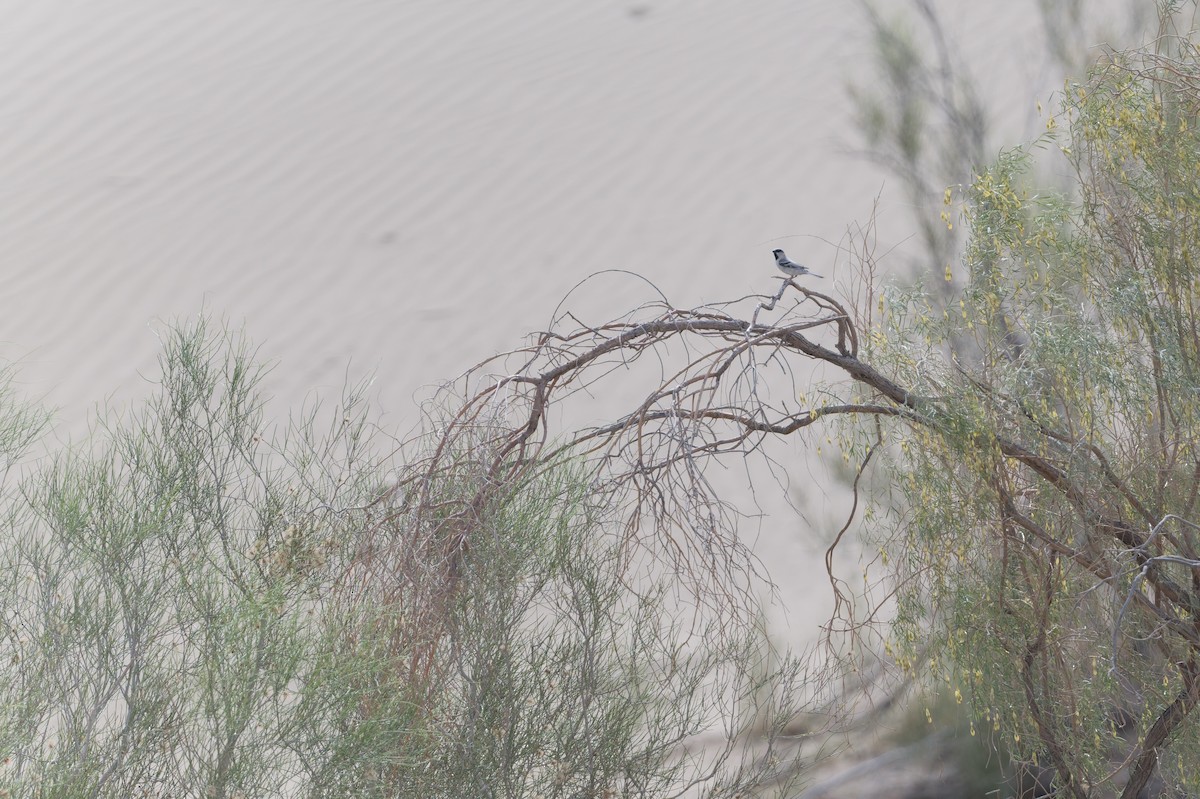 Zarudny's Sparrow - ML639232292