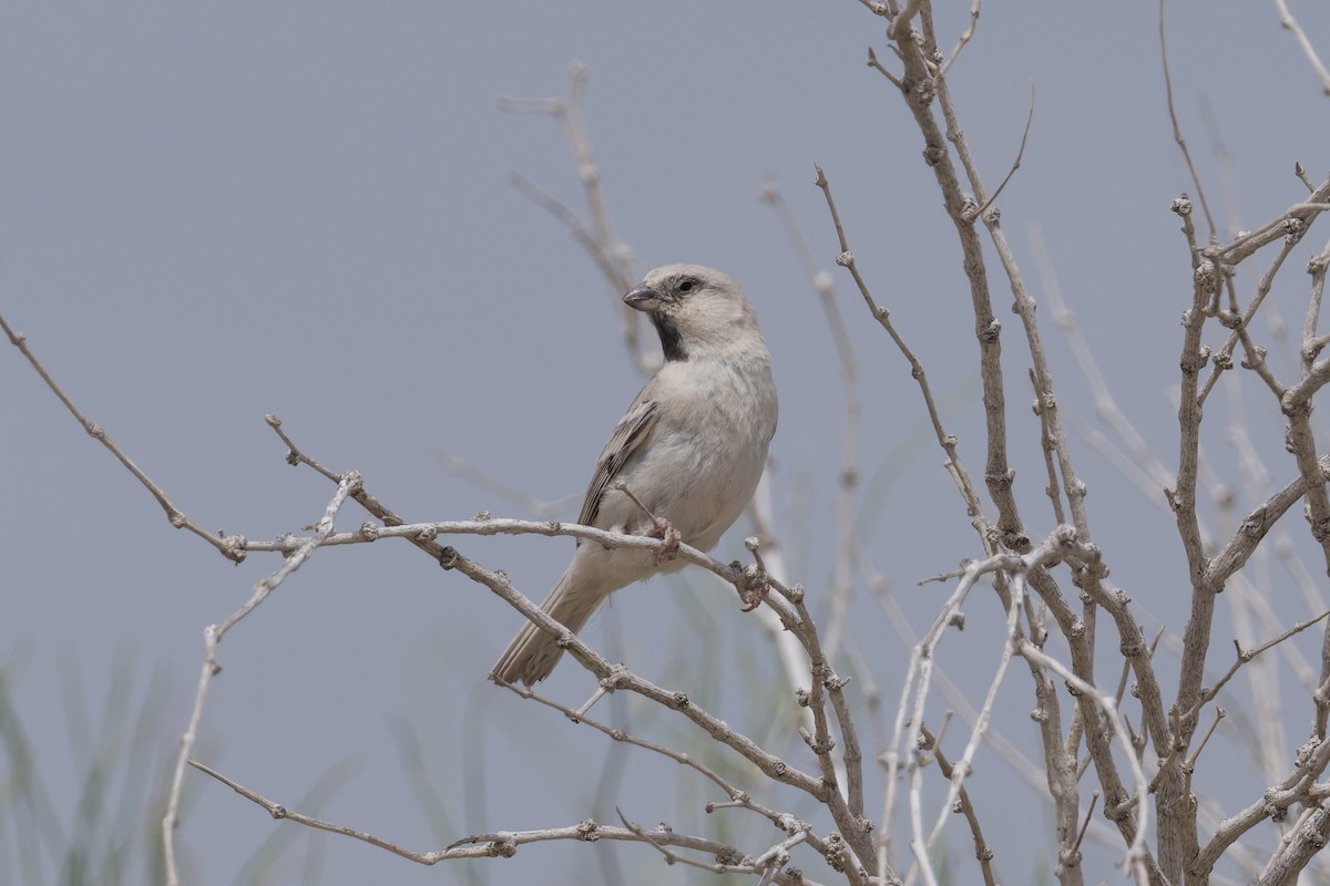 Zarudny's Sparrow - ML639232293