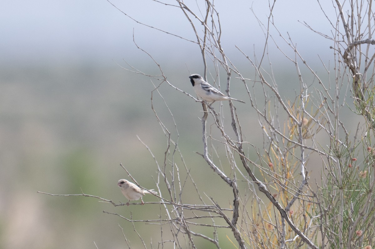 Zarudny's Sparrow - ML639232305