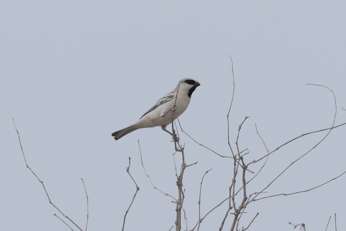 Zarudny's Sparrow - ML639232320