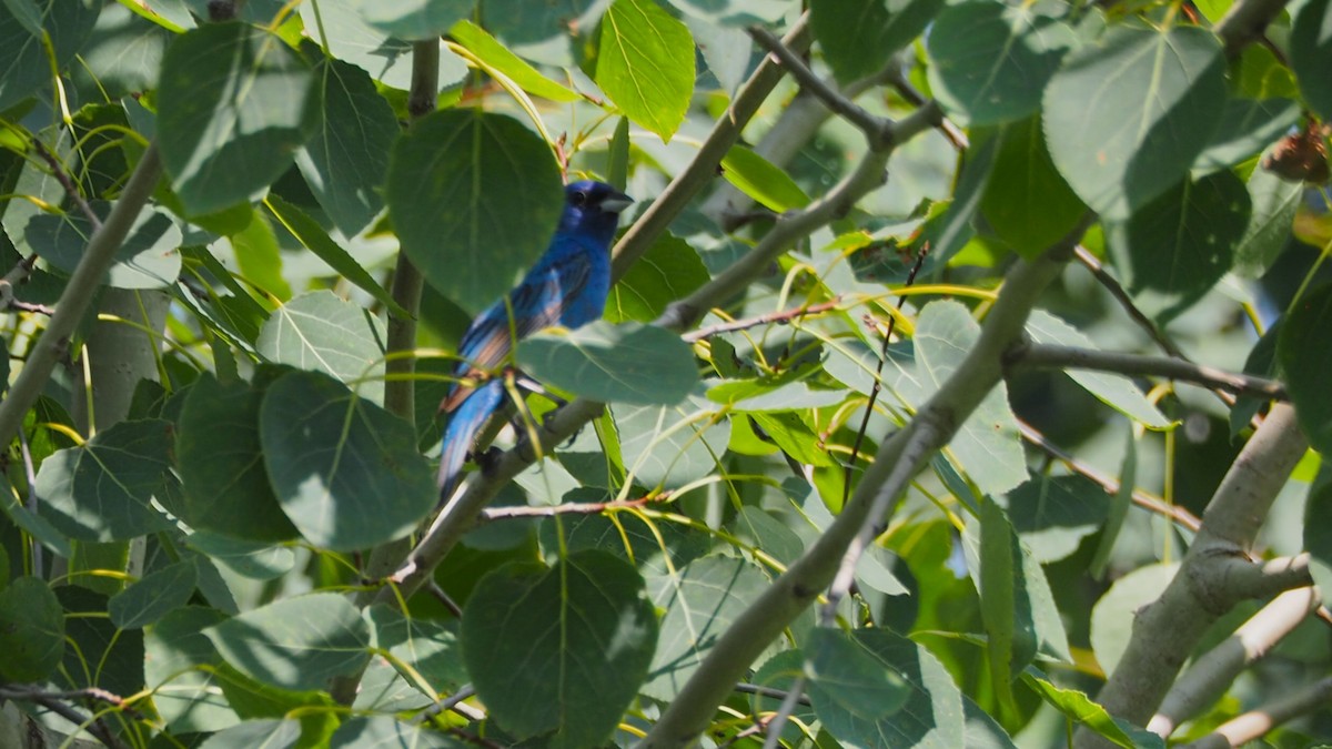 Indigo Bunting - ML639232330