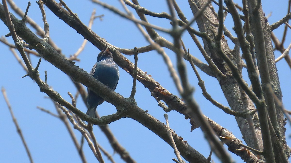 Indigo Bunting - ML639232331