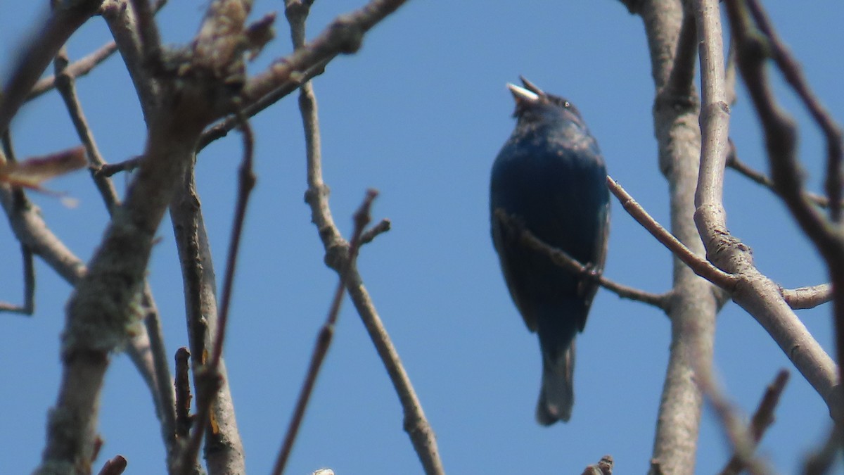 Indigo Bunting - ML639232332
