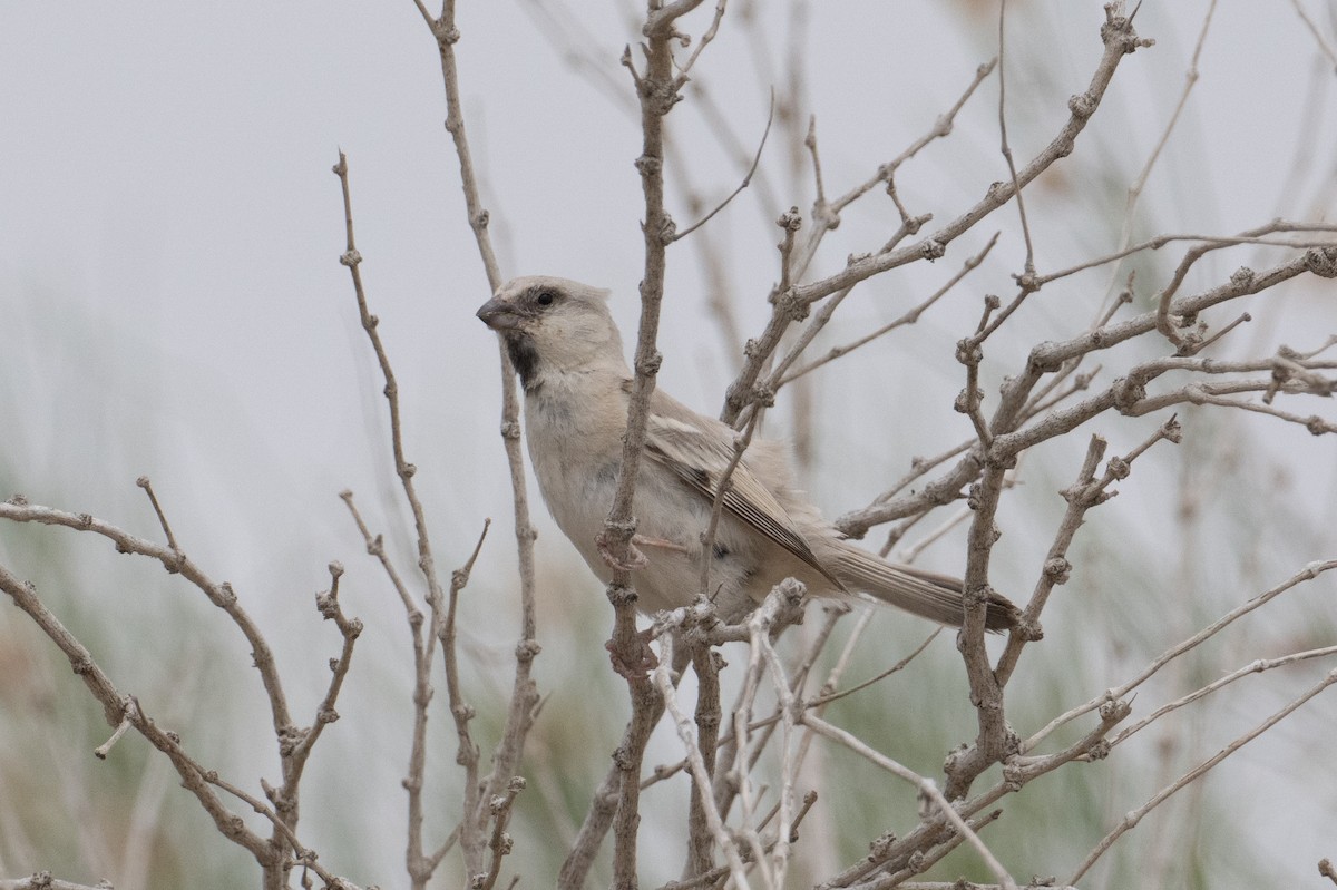 Zarudny's Sparrow - ML639232351