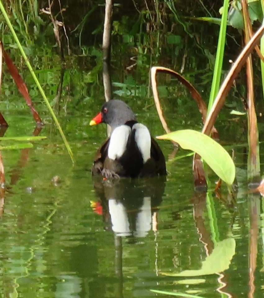 Eurasian Moorhen - ML639232407