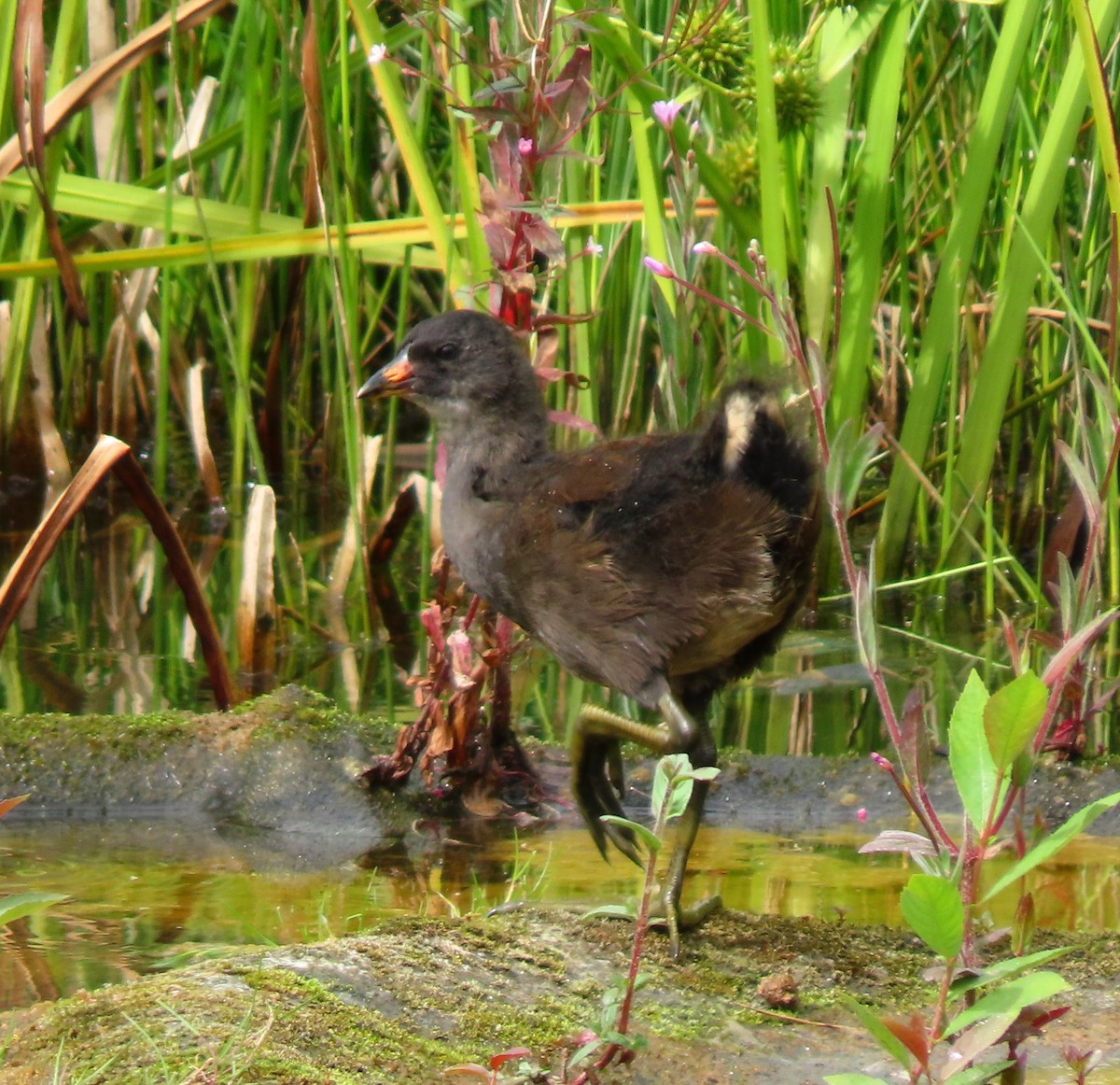 Eurasian Moorhen - ML639232409