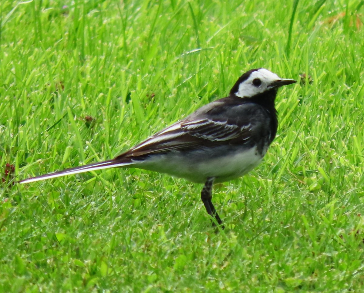 White Wagtail - ML639232414