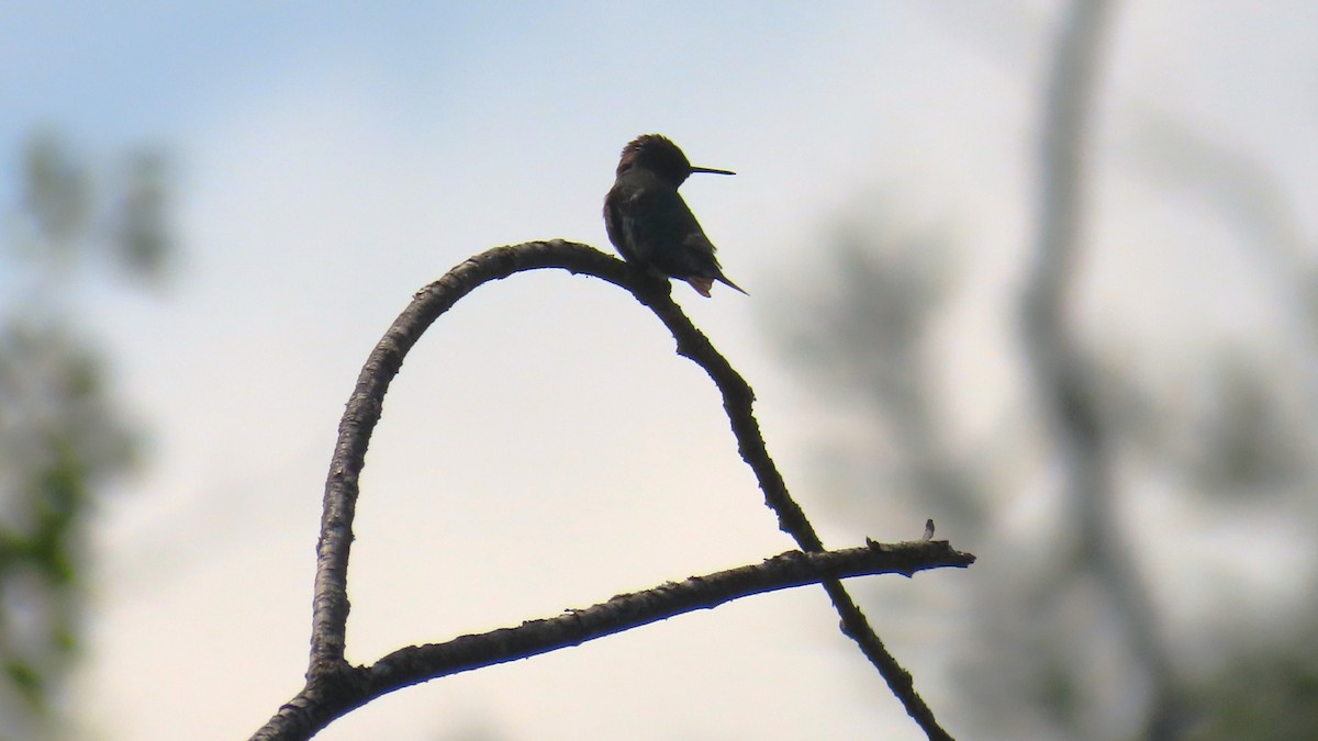 Ruby-throated Hummingbird - ML639232450