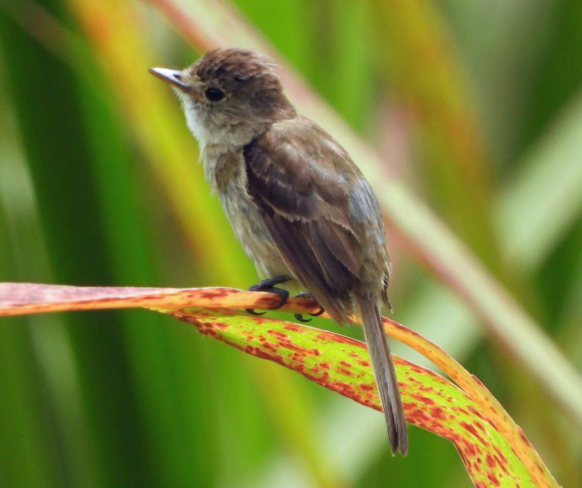 White-throated Flycatcher - ML639232506
