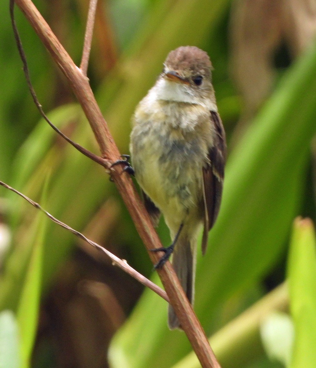 White-throated Flycatcher - ML639232507