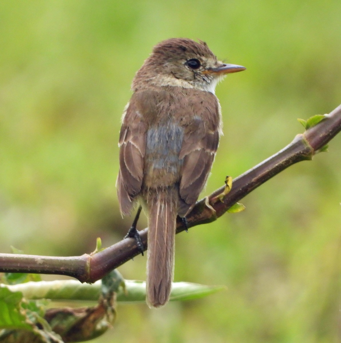 White-throated Flycatcher - ML639232508
