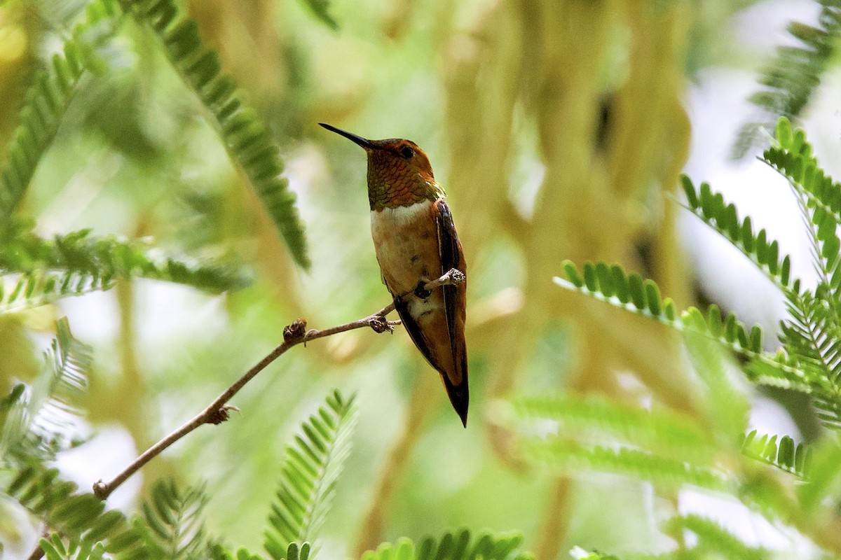 Rufous Hummingbird - ML639232551