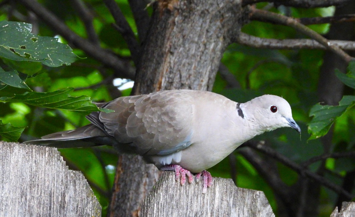 tyrkerdue - ML639232552