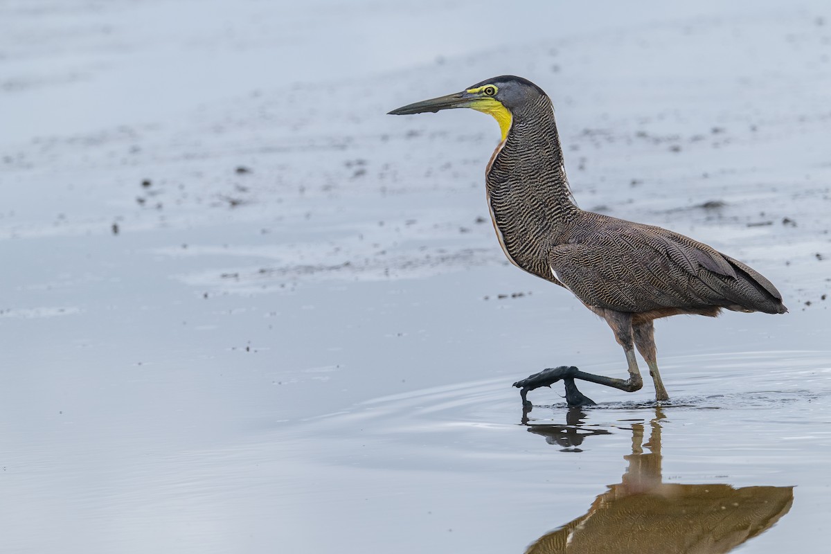 Bare-throated Tiger-Heron - ML639232569