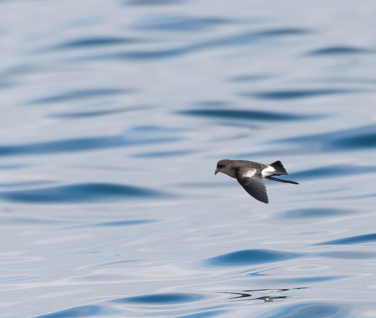 Pincoya Storm-Petrel - ML639232571