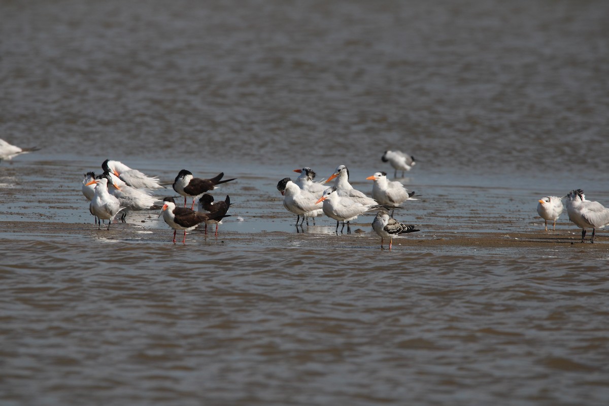 Black Skimmer - ML639232739