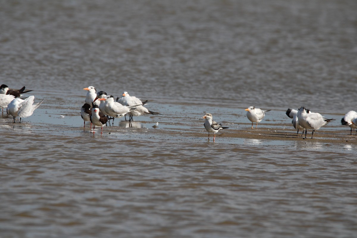 Black Skimmer - ML639232740