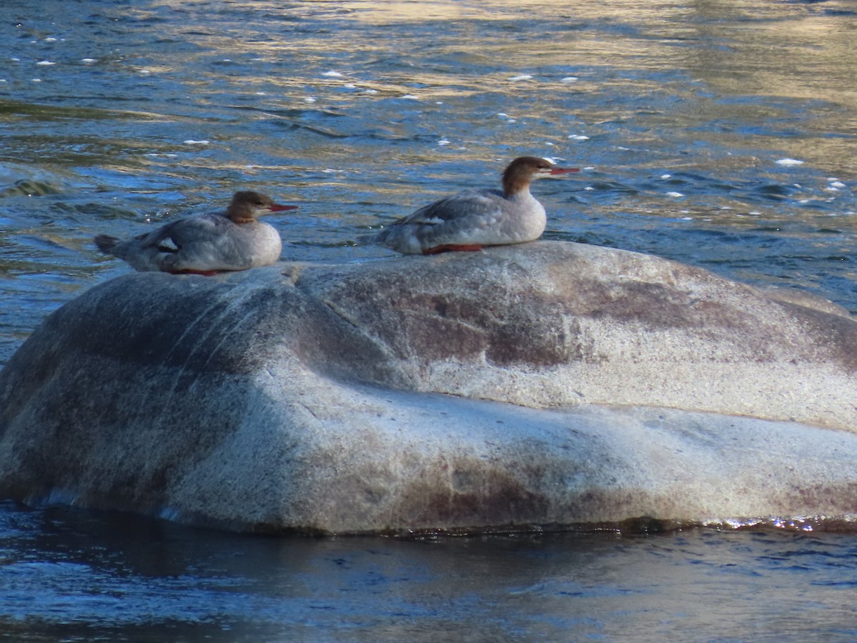 Common Merganser - ML639232878