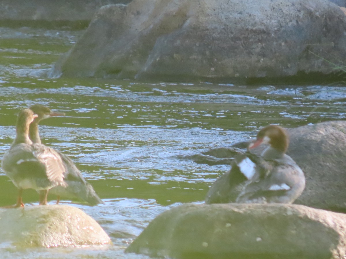 Common Merganser - ML639232879