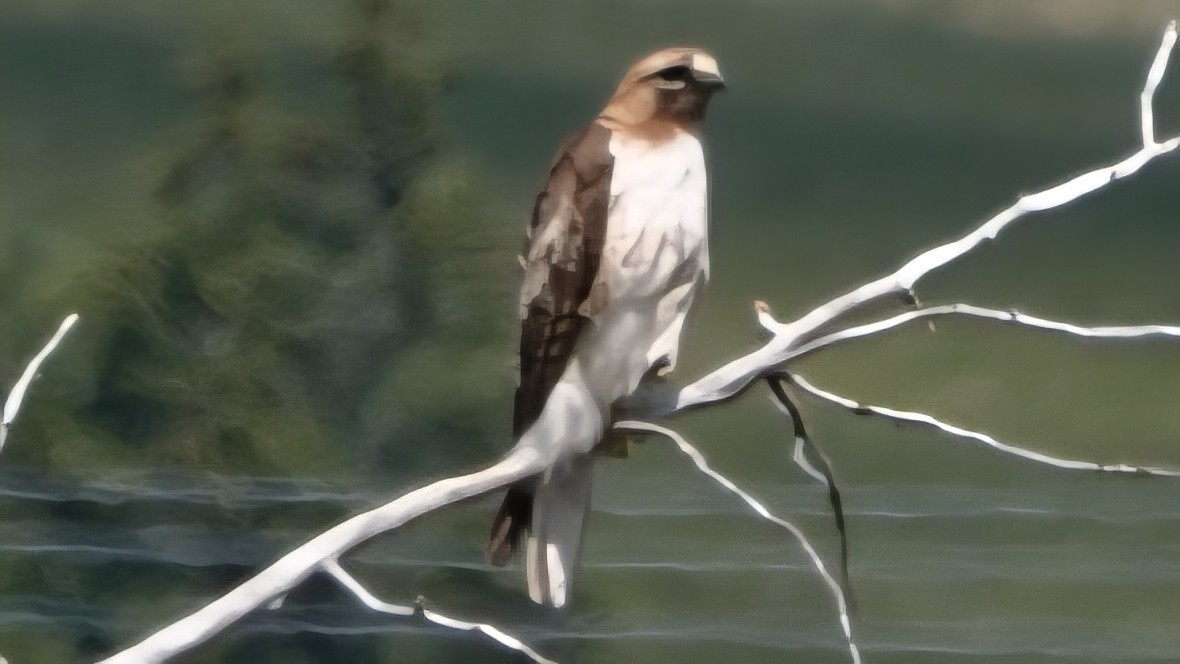 Red-tailed Hawk - ML639233108