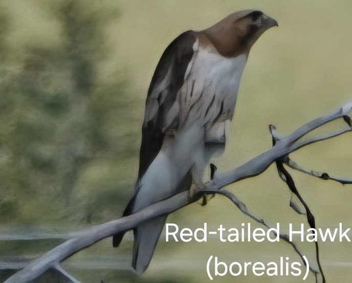 Red-tailed Hawk - ML639233109