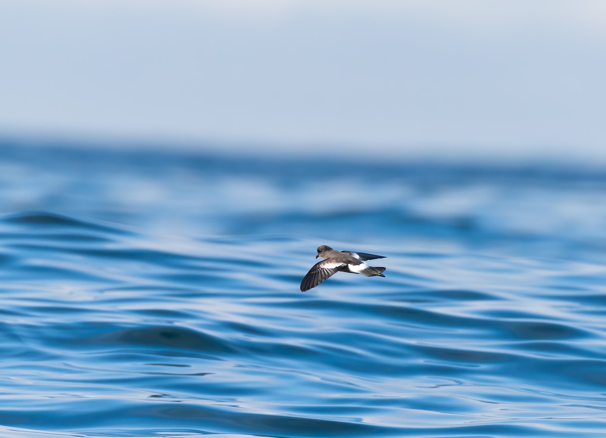 Pincoya Storm-Petrel - ML639233184