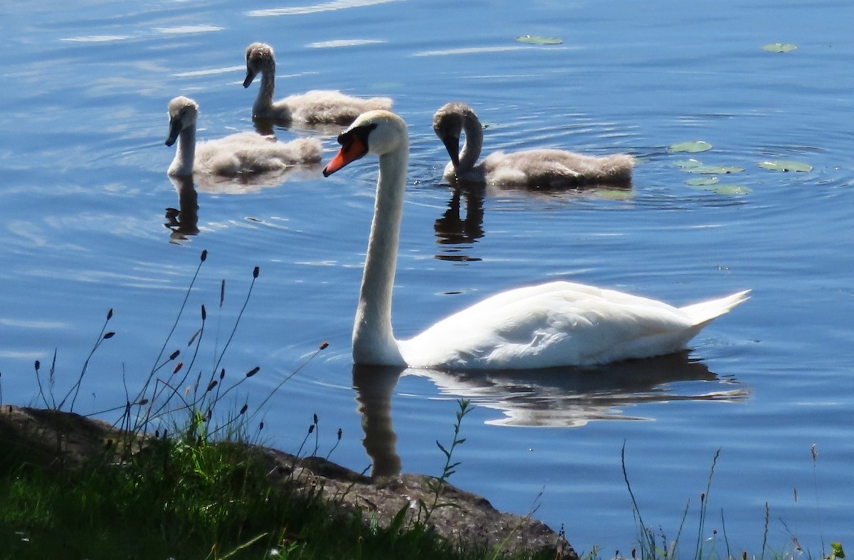 Mute Swan - ML639233210