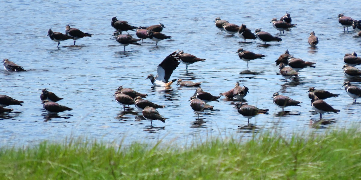Northern Lapwing - ML639233231