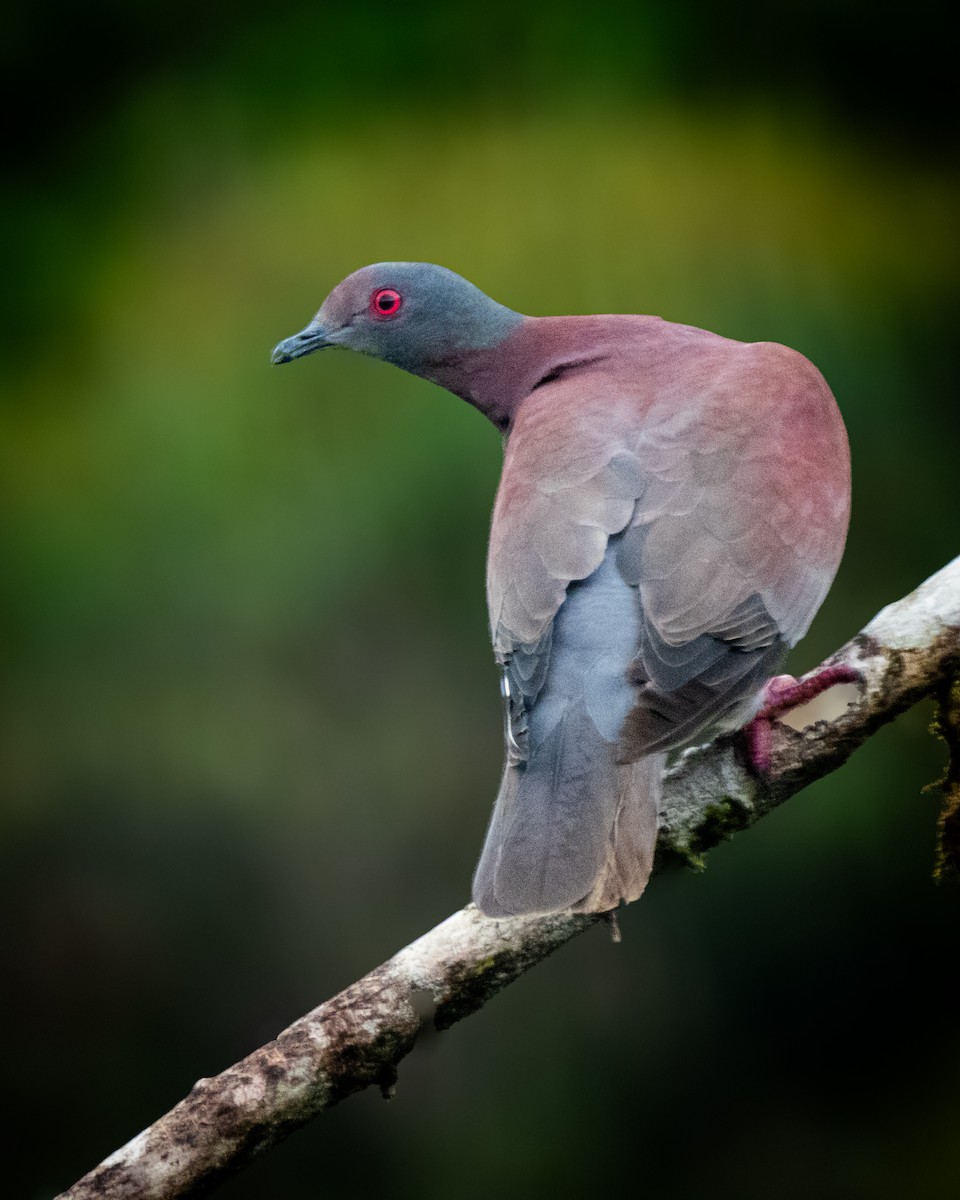 Pale-vented Pigeon - ML639233327
