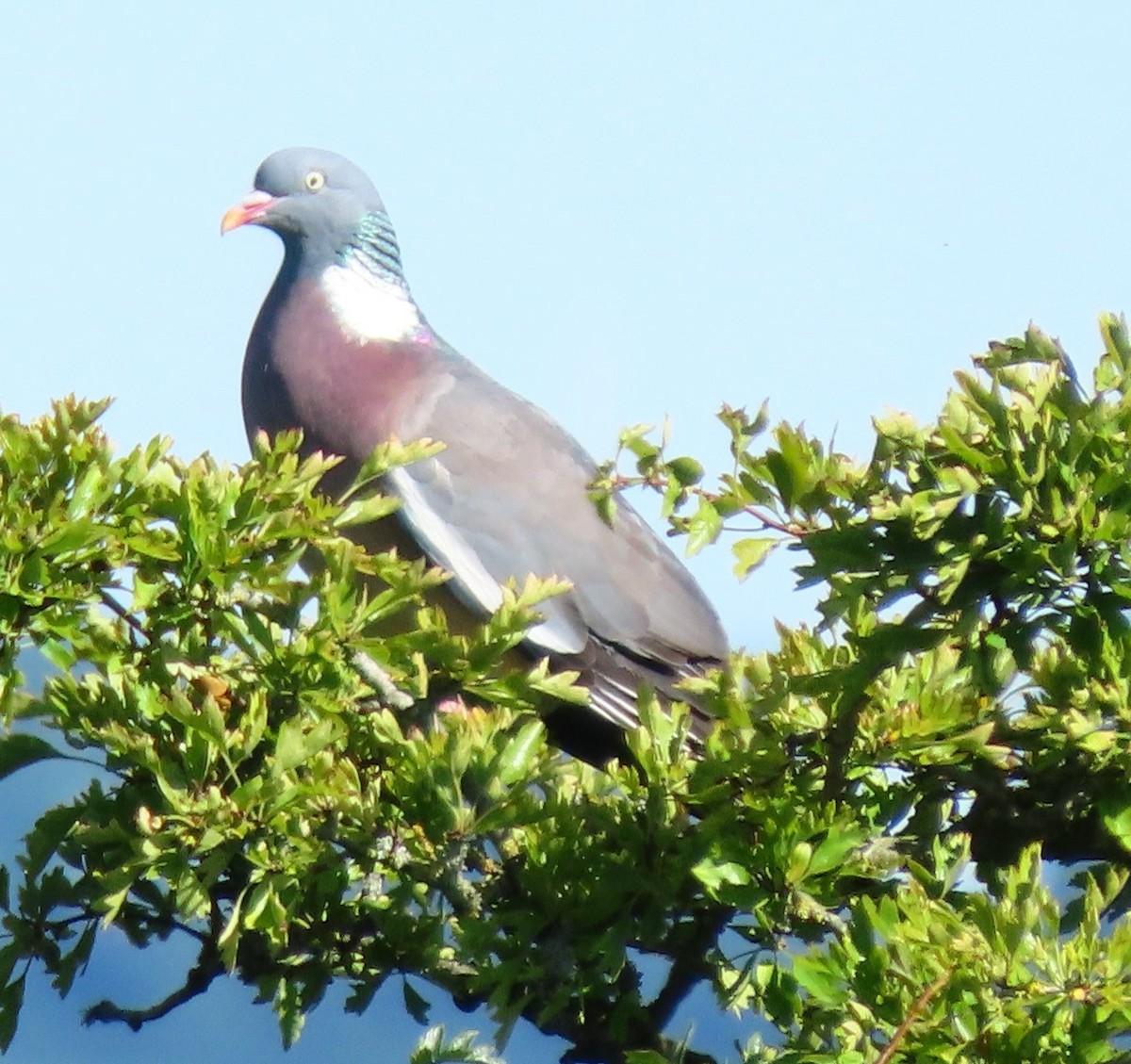 Common Wood-Pigeon - ML639233330
