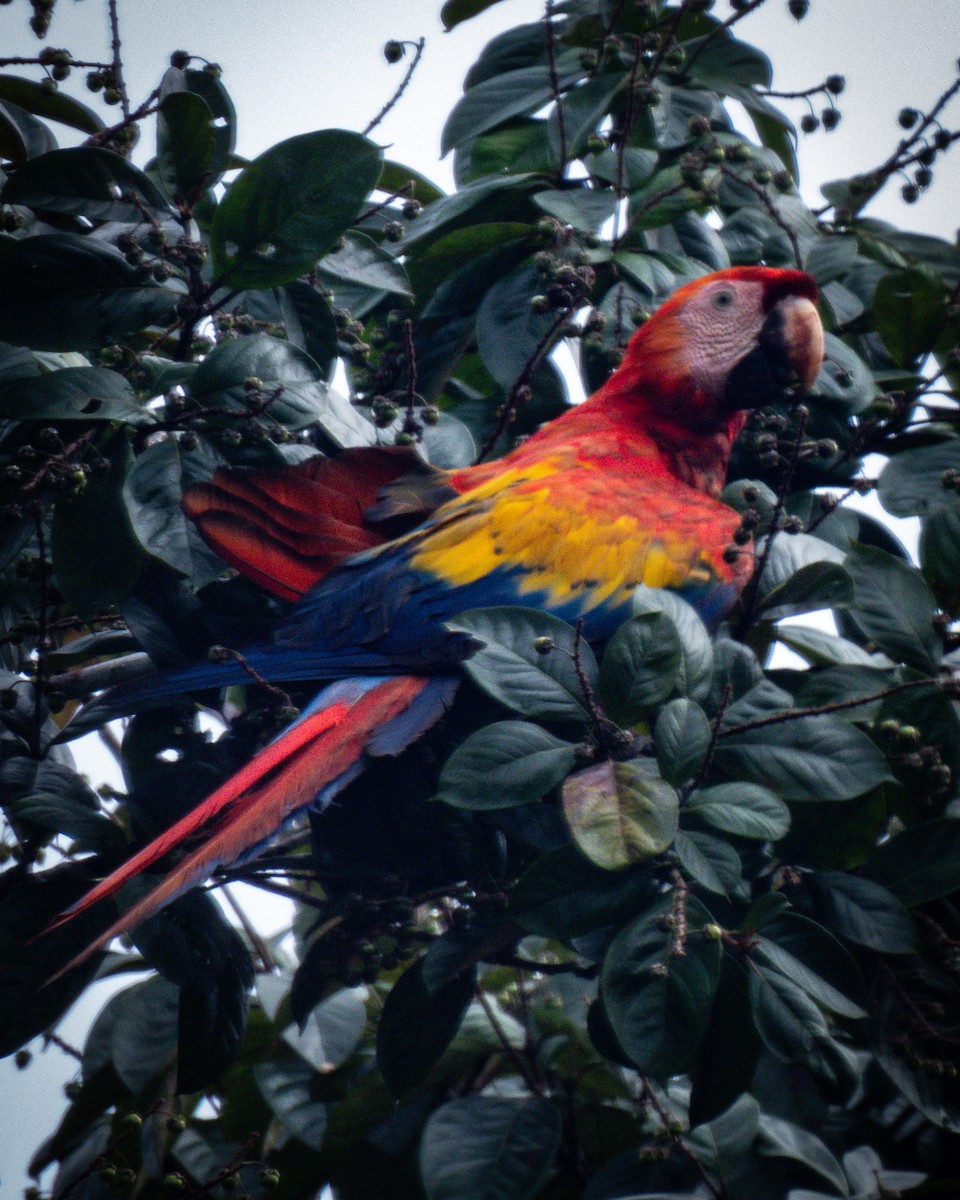 Scarlet Macaw - ML639233339