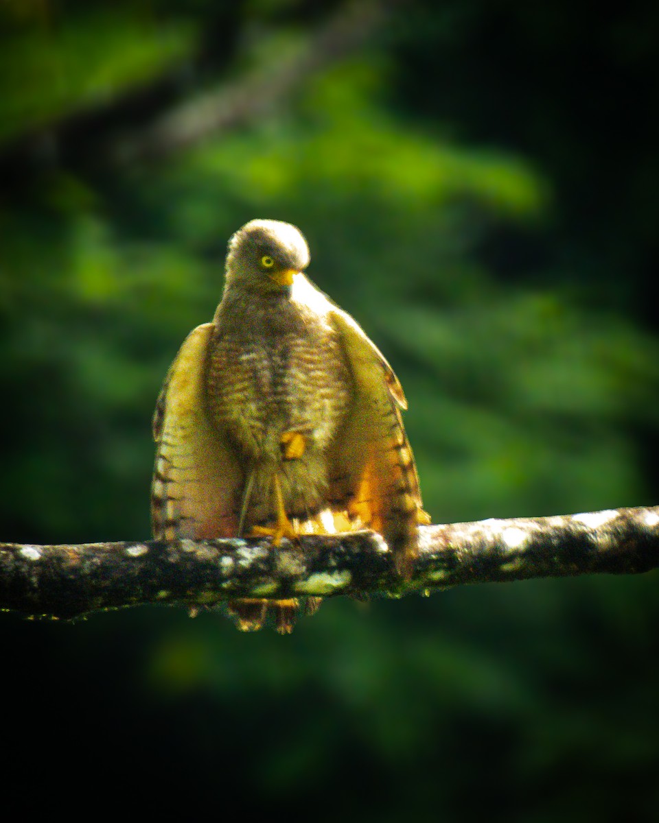 Roadside Hawk - ML639233360