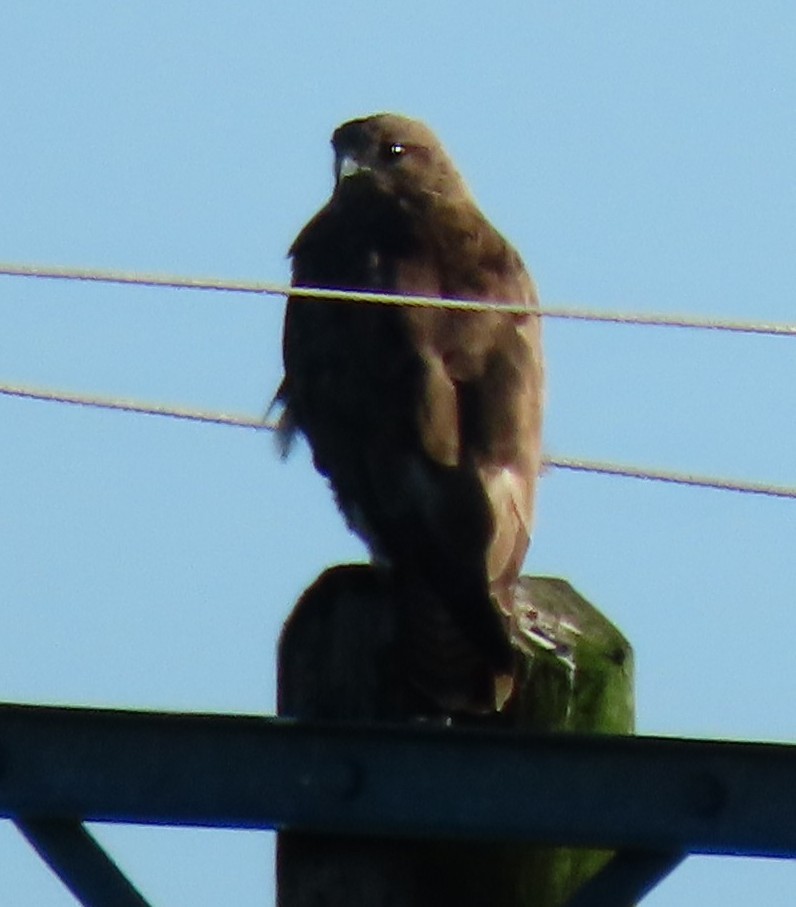 Common Buzzard - ML639233385