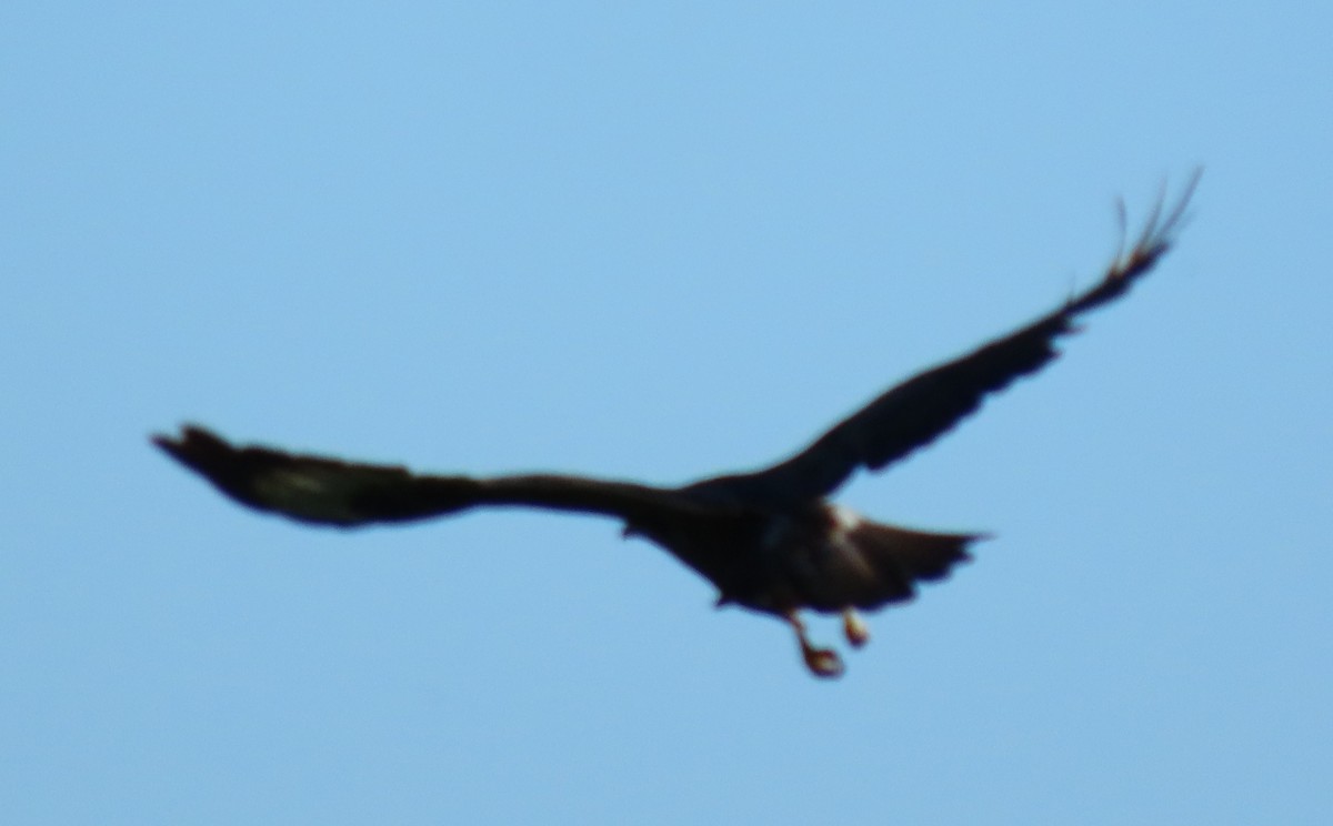 Common Buzzard - ML639233386