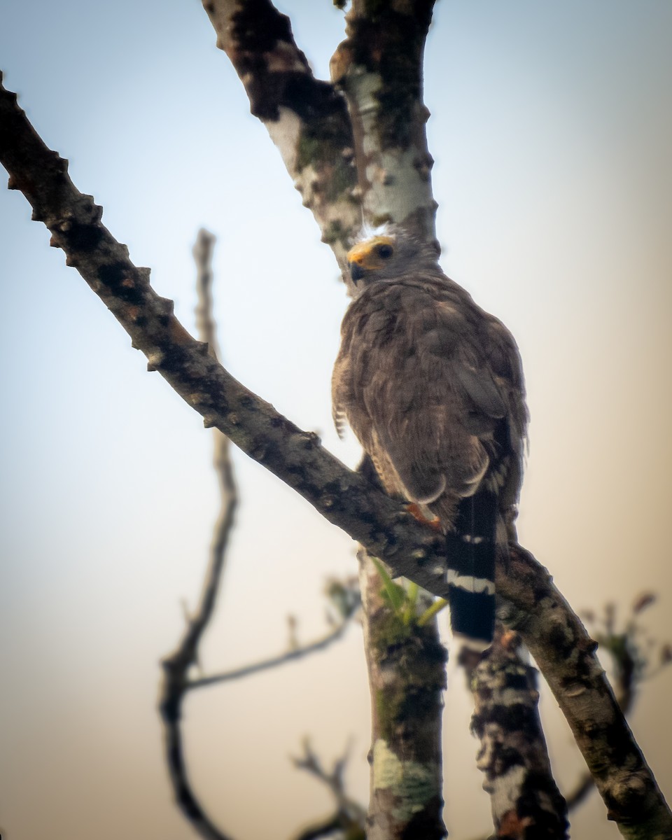 Barred Forest-Falcon - ML639233429