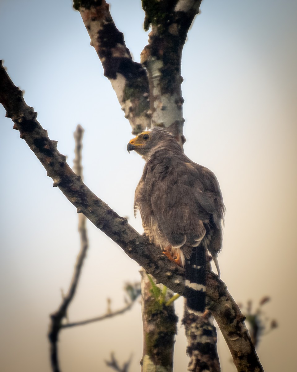 Barred Forest-Falcon - ML639233430