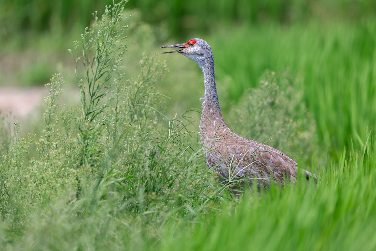 Sandhill Crane - ML639233441