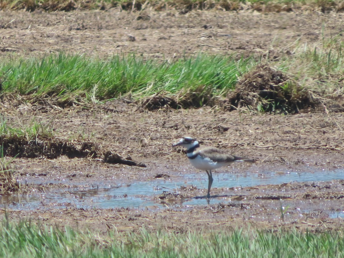 Killdeer - ML639233447