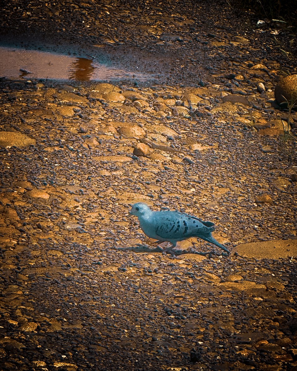 Blue Ground Dove - ML639233460