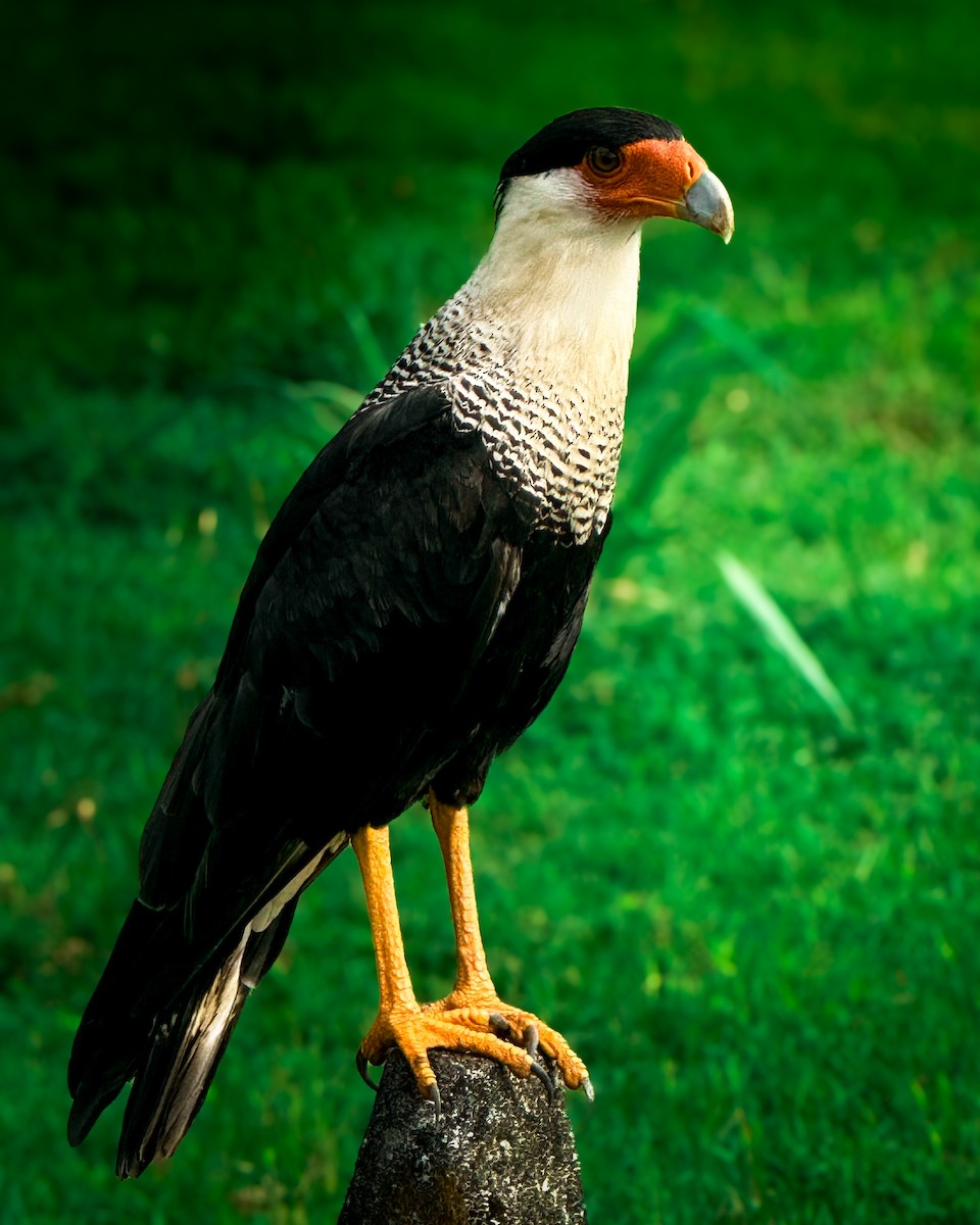 Crested Caracara - ML639233480