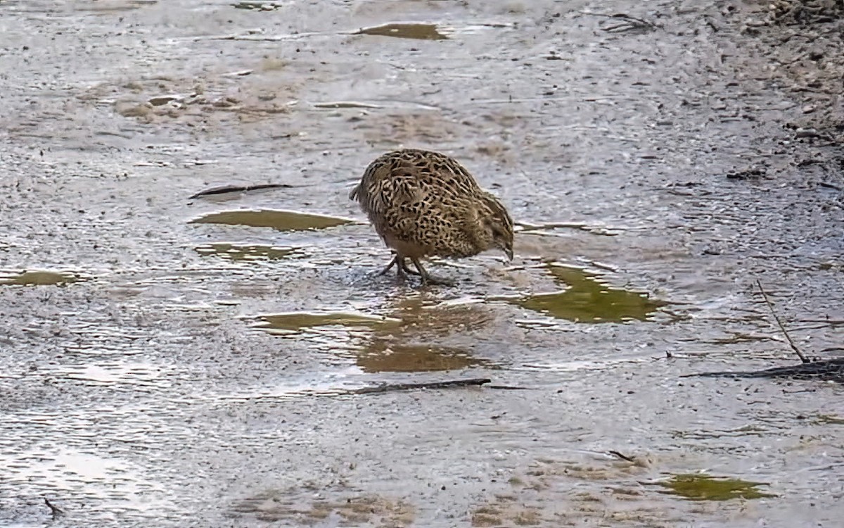 Brown Quail - ML639233549