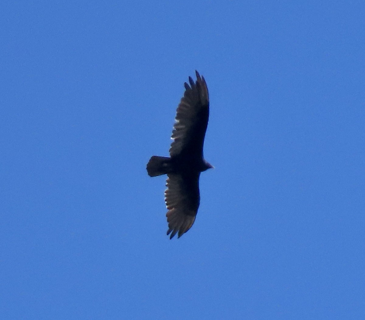 Turkey Vulture - ML639233581
